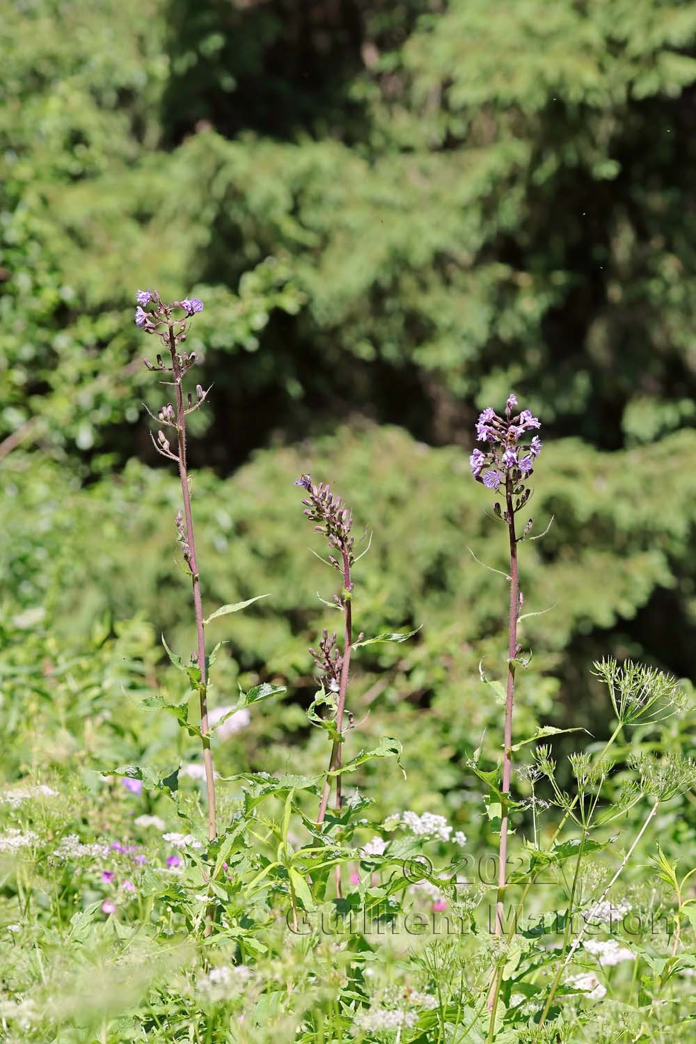 Cicerbita alpina