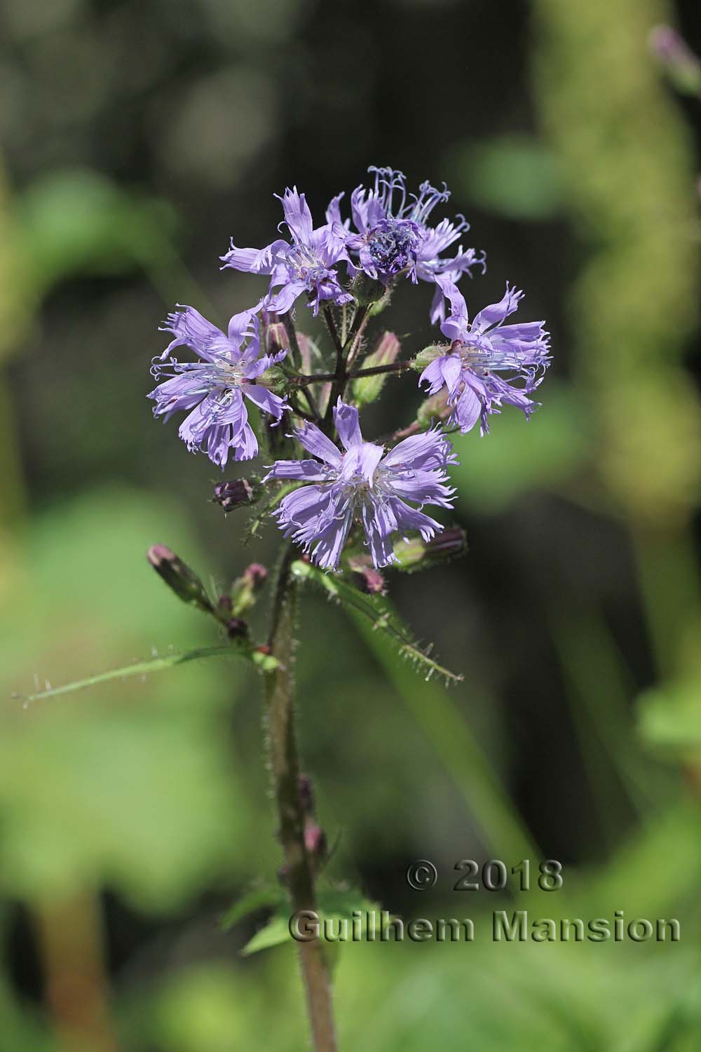 Cicerbita alpina