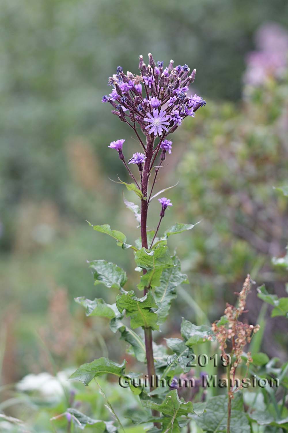 Cicerbita alpina