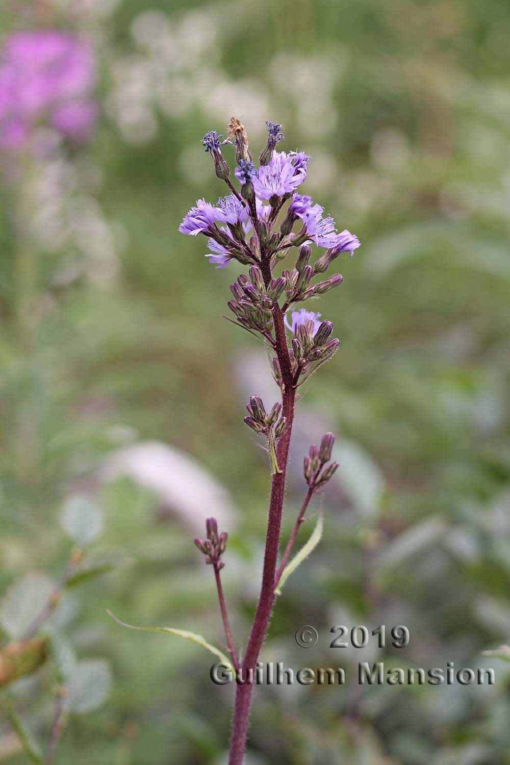 Cicerbita alpina