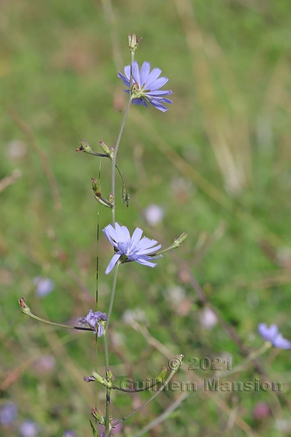 Cichorium intybus