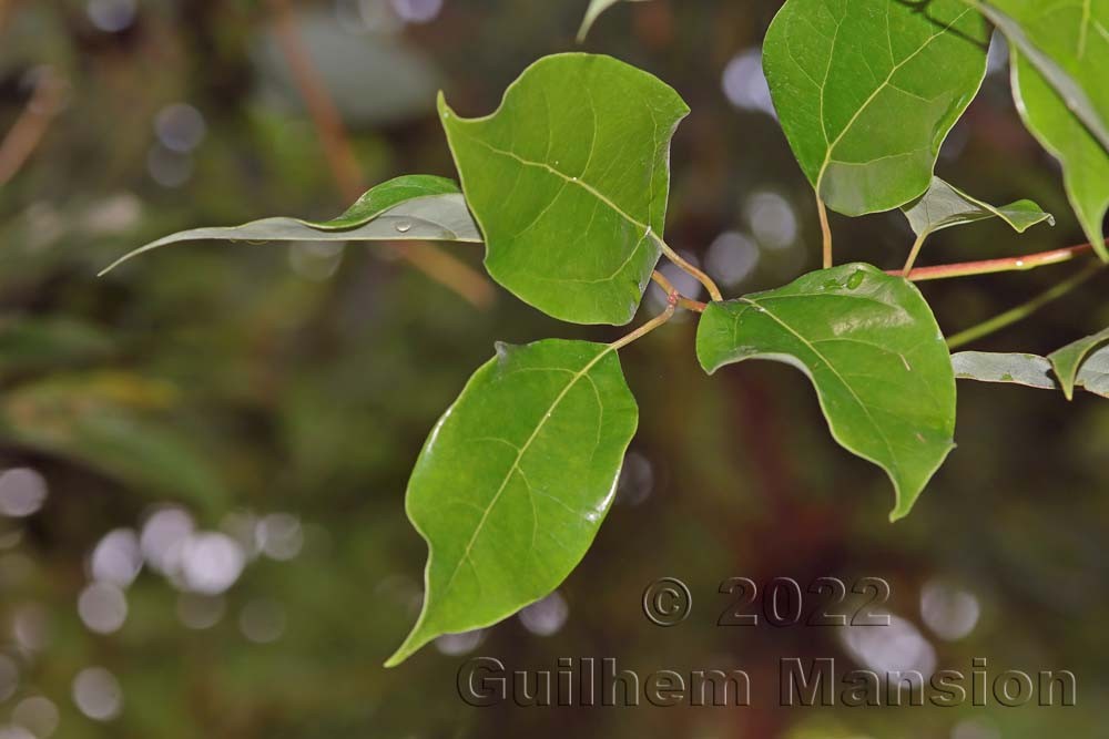 Cinnamomum camphora