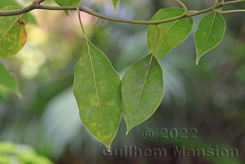 Cinnamomum camphora