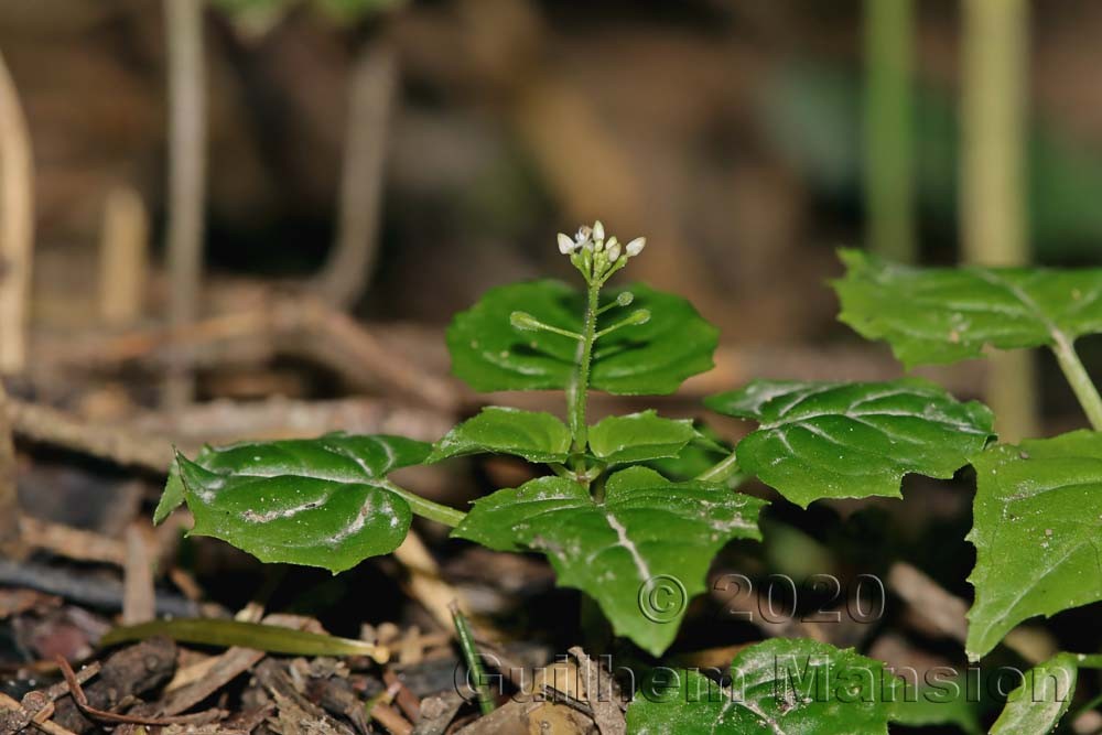 Circaea alpina