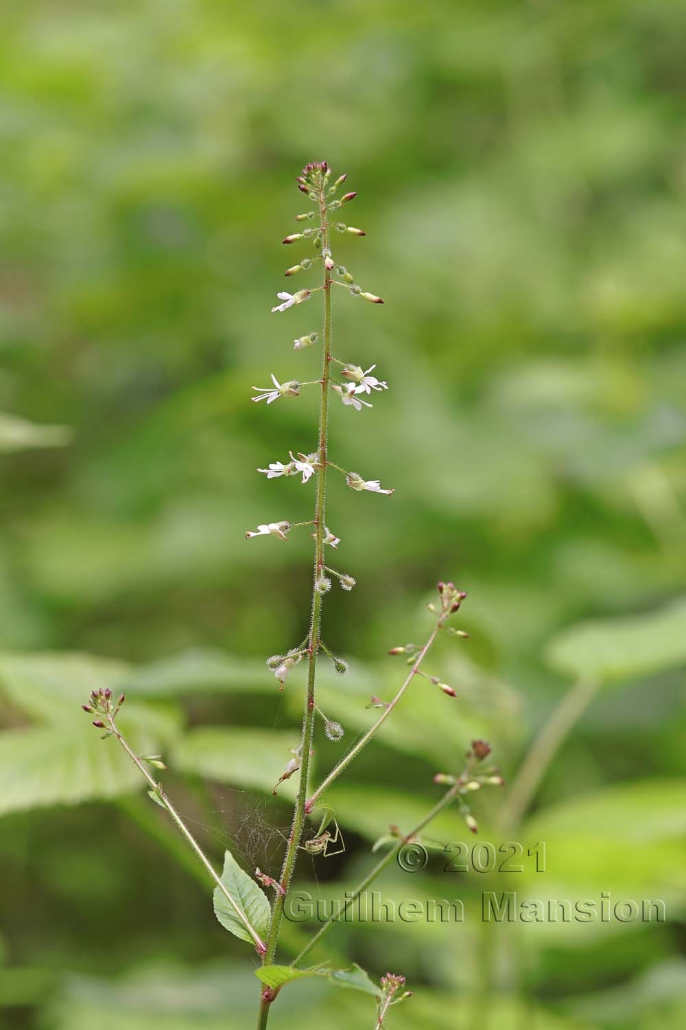 Circaea lutetiana