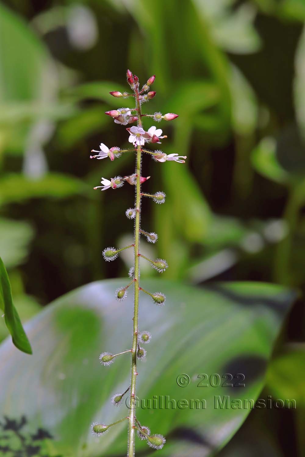 Circaea lutetiana