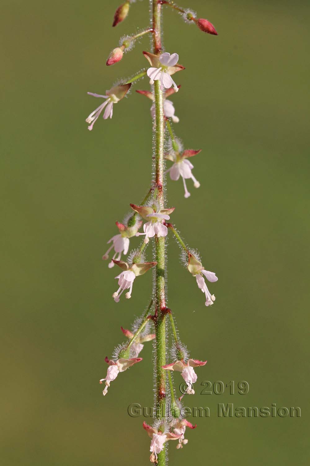 Circaea lutetiana