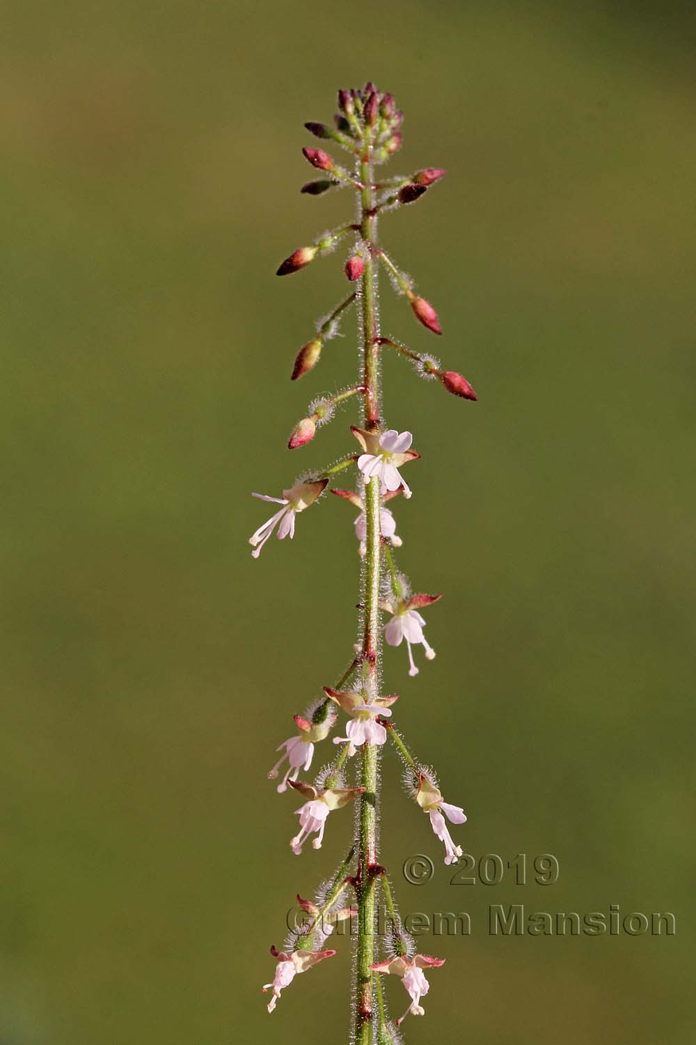 Circaea lutetiana