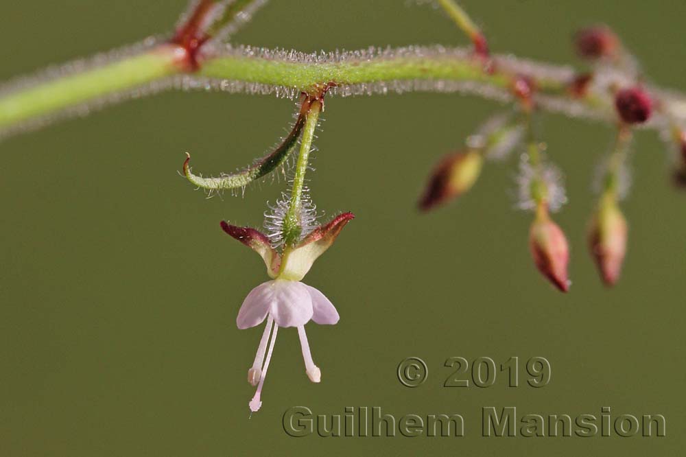 Circaea lutetiana