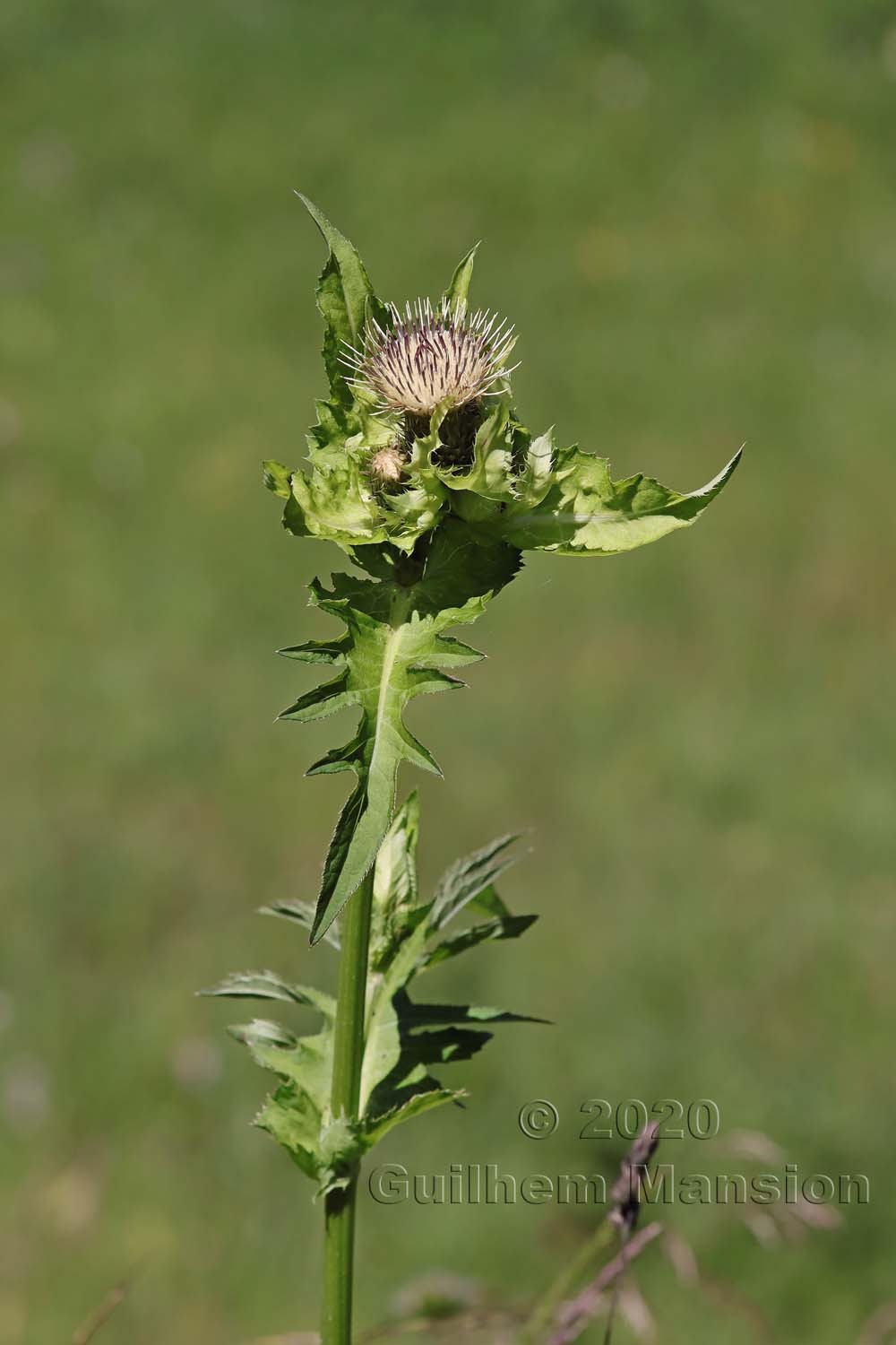 Circium oleraceum