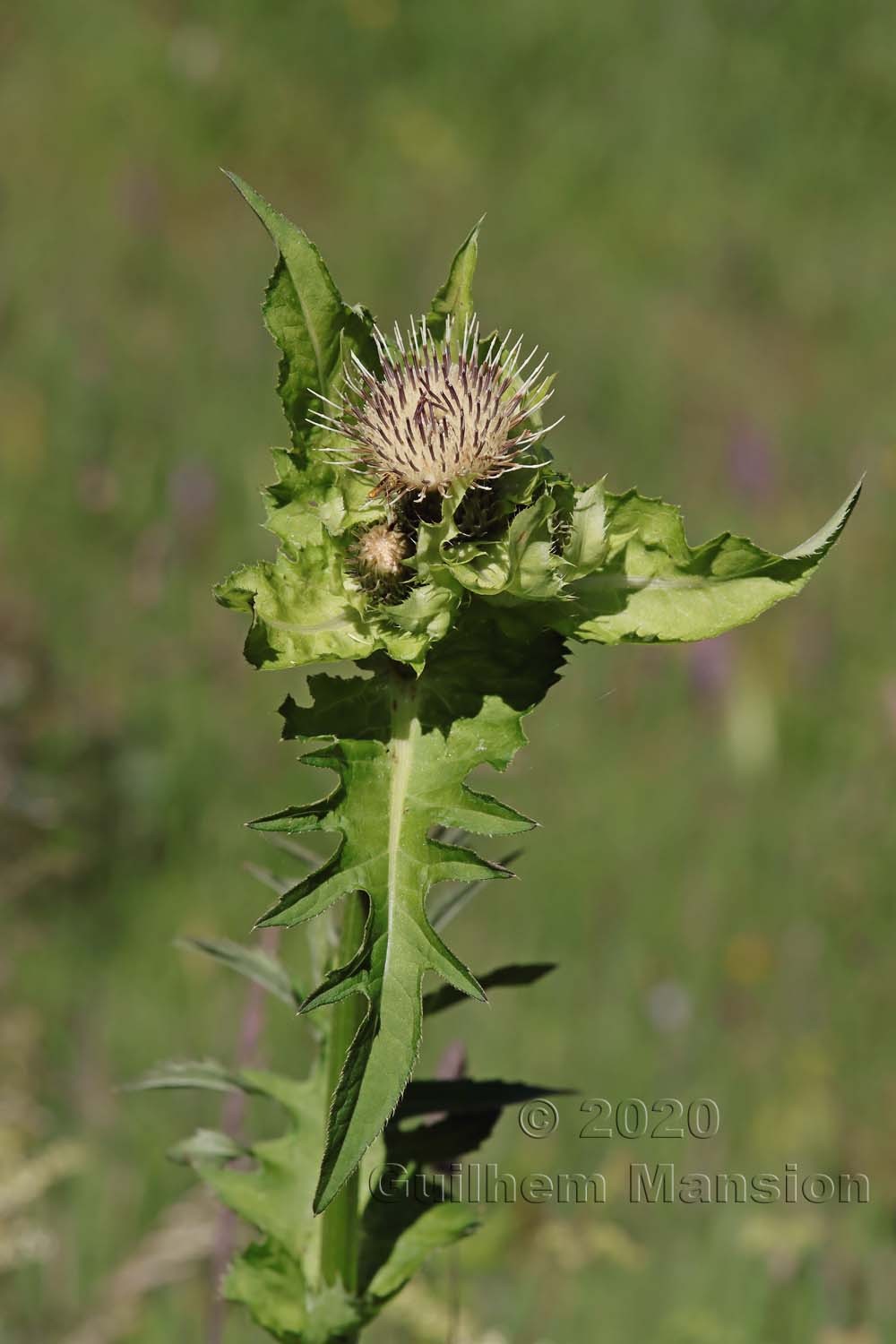 Circium oleraceum