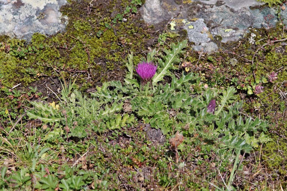 Cirsium acaule