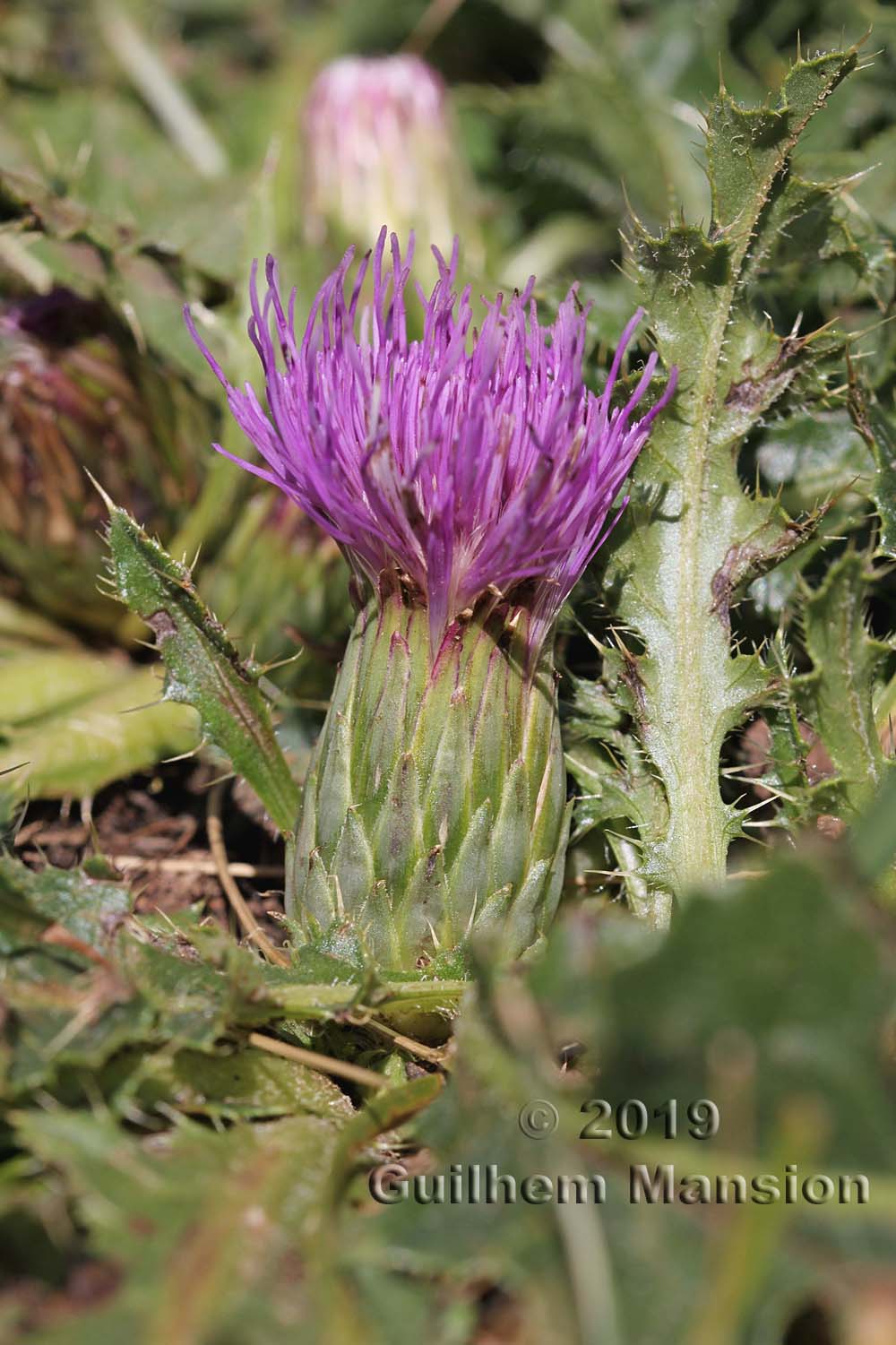 Cirsium acaule