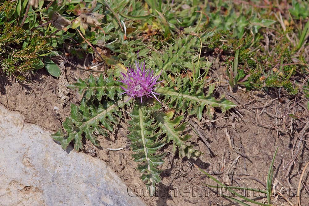 Cirsium acaule