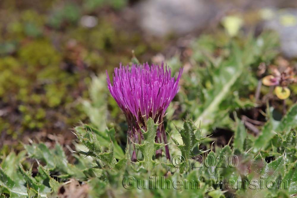 Cirsium acaule