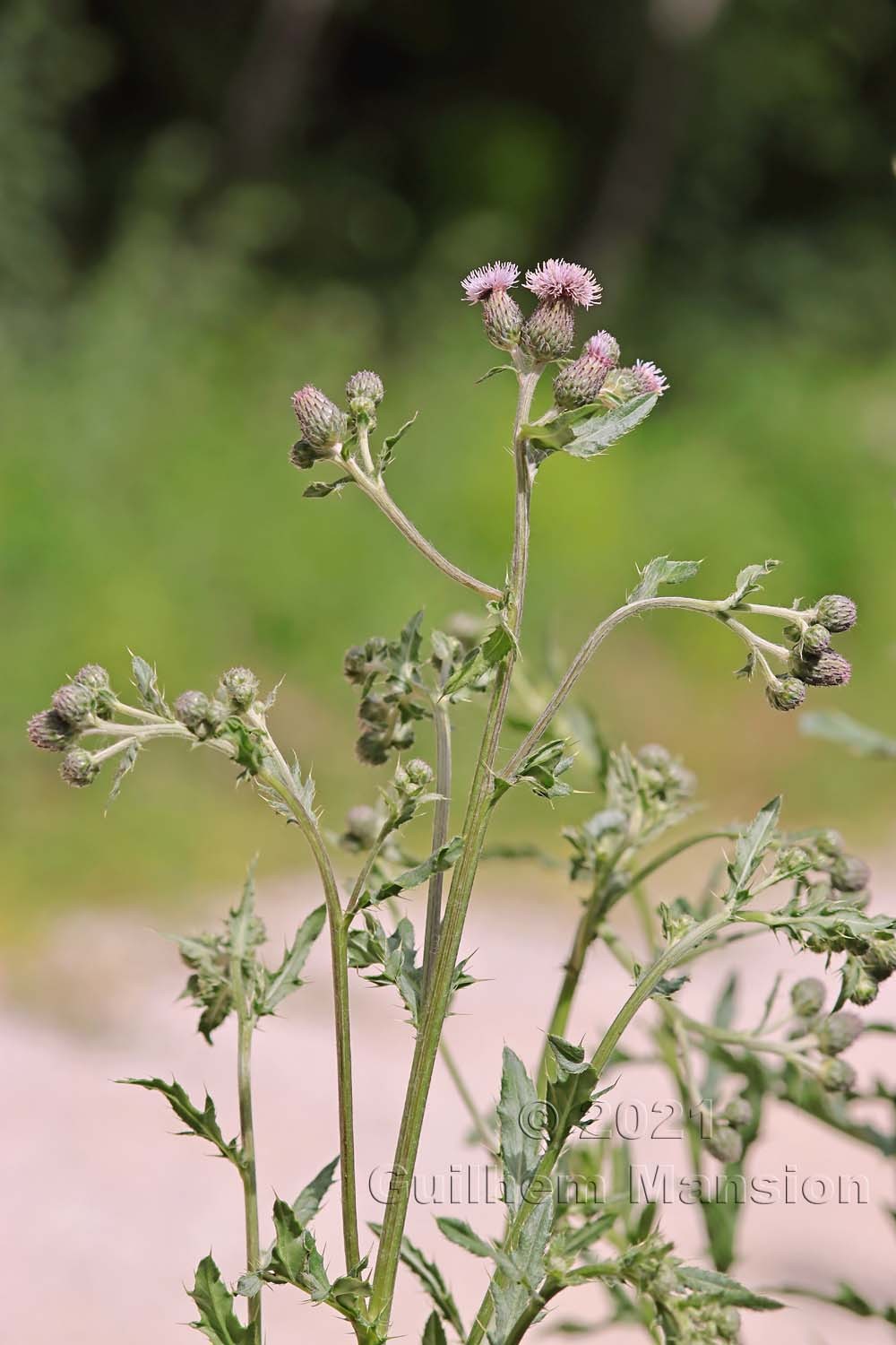 Cirsium arvense