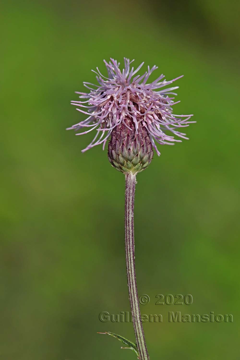 Cirsium arvense