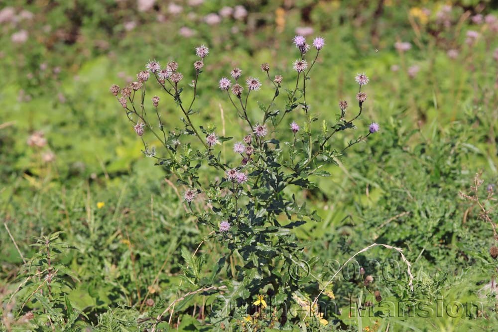 Cirsium arvense