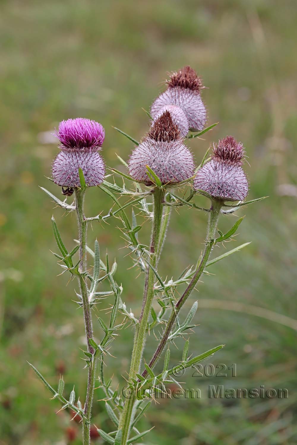 Cirsium eriophorum