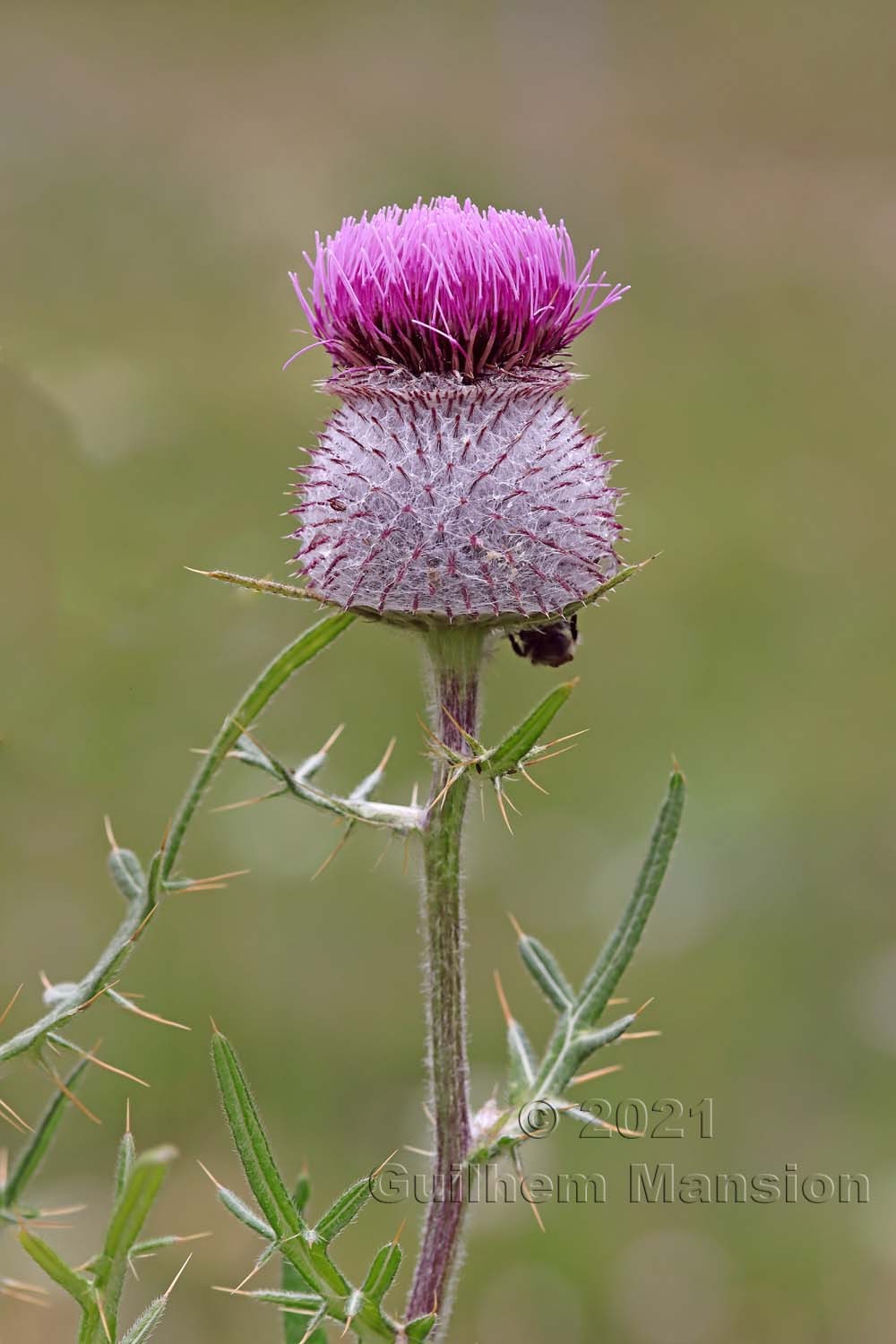 Cirsium eriophorum