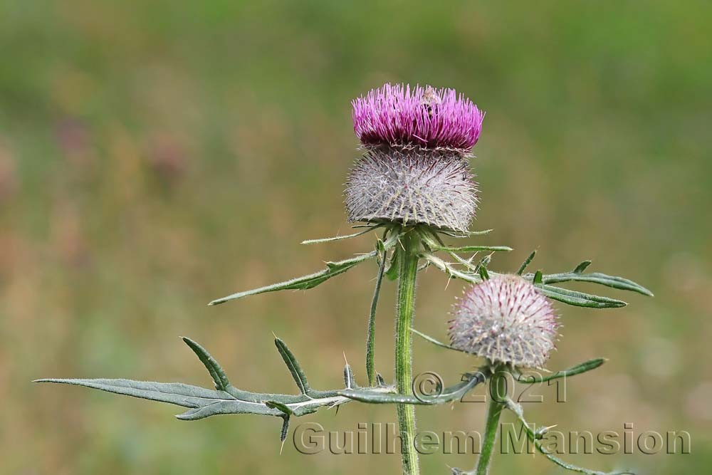 Cirsium eriophorum