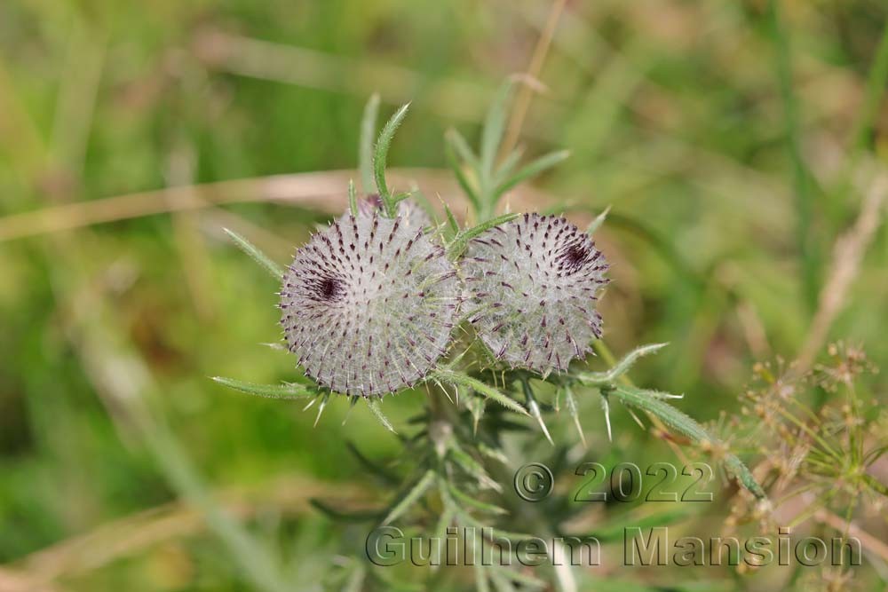 Cirsium eriophorum