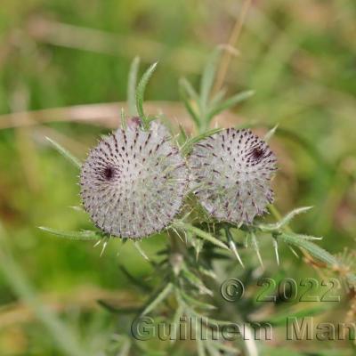 Cirsium eriophorum