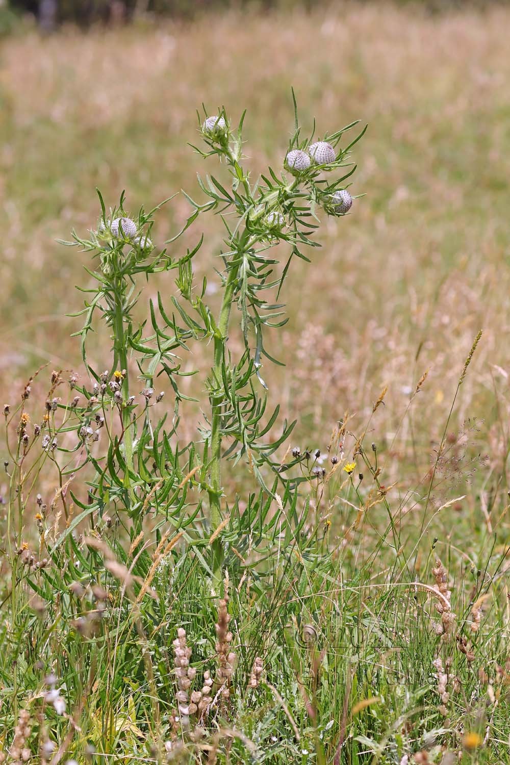 Cirsium eriophorum