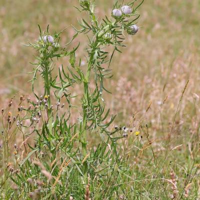 Cirsium eriophorum
