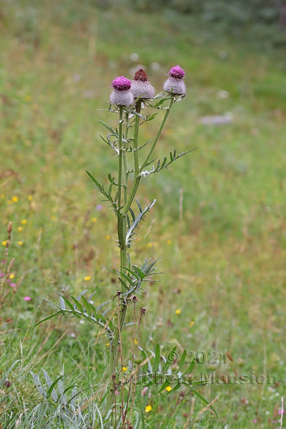 Cirsium eriophorum