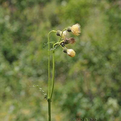 Cirsium erisithales