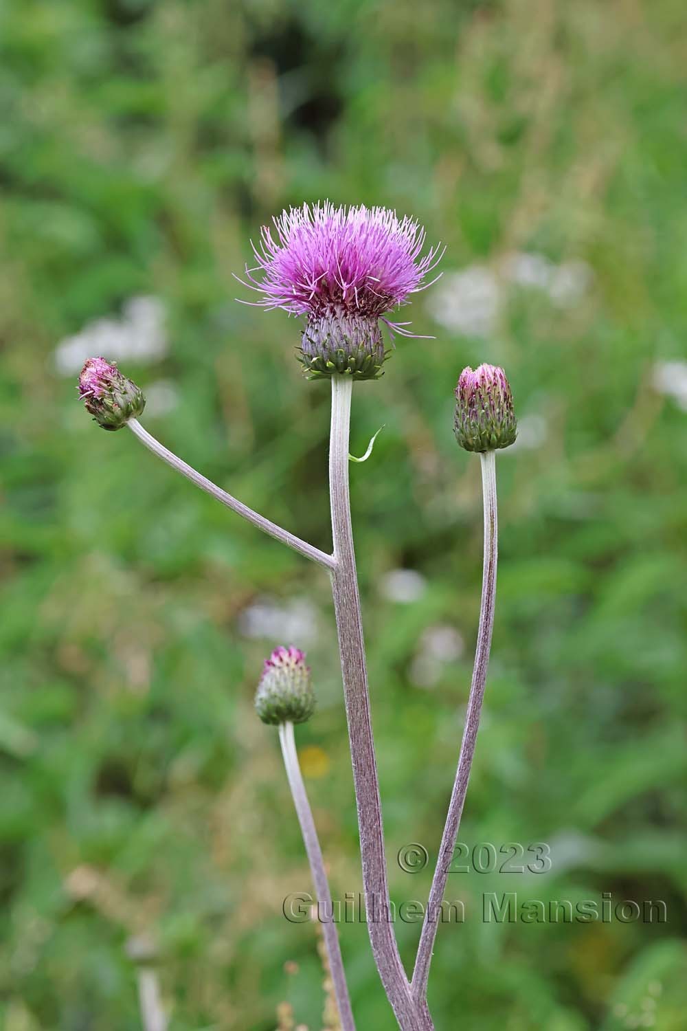 Cirsium heterophyllum