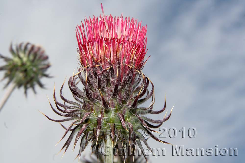 Cirsium occidentale