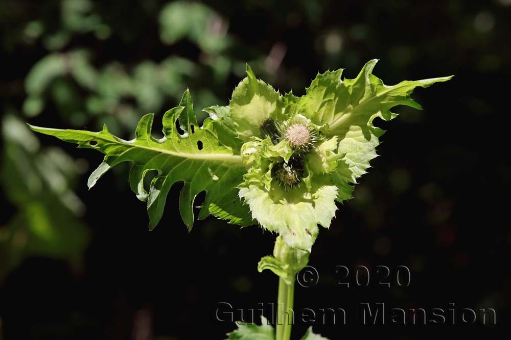 Cirsium oleraceum