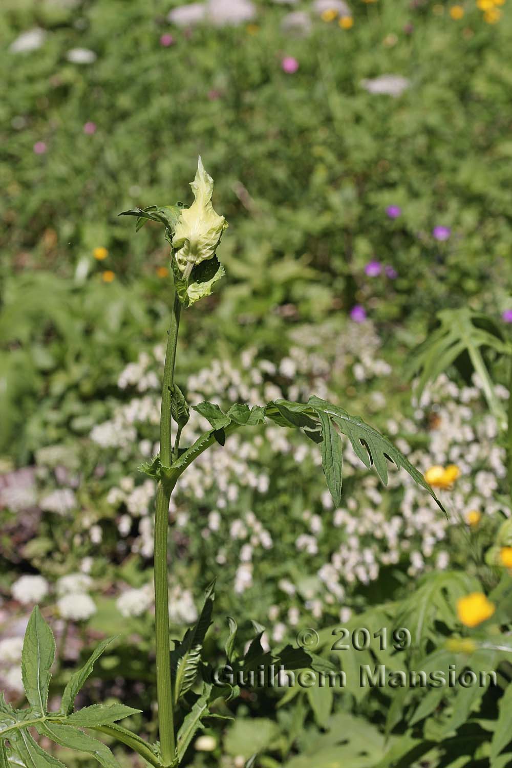 Cirsium oleraceum