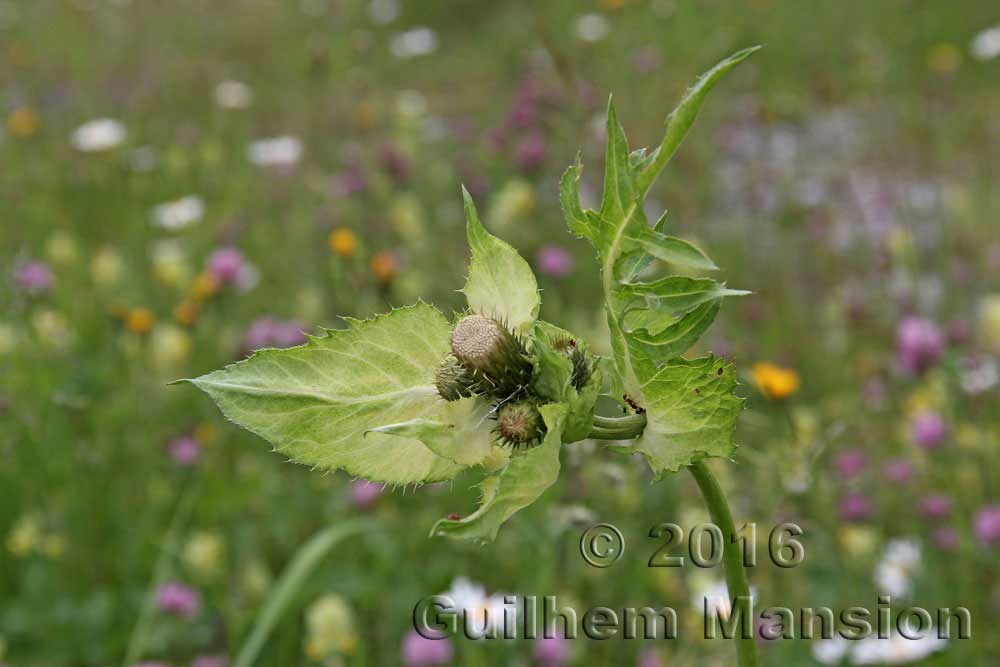 Cirsium oleraceum