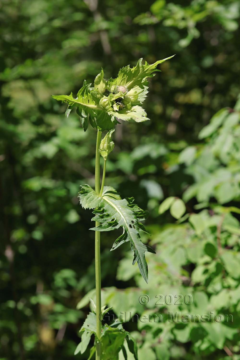 Cirsium oleraceum