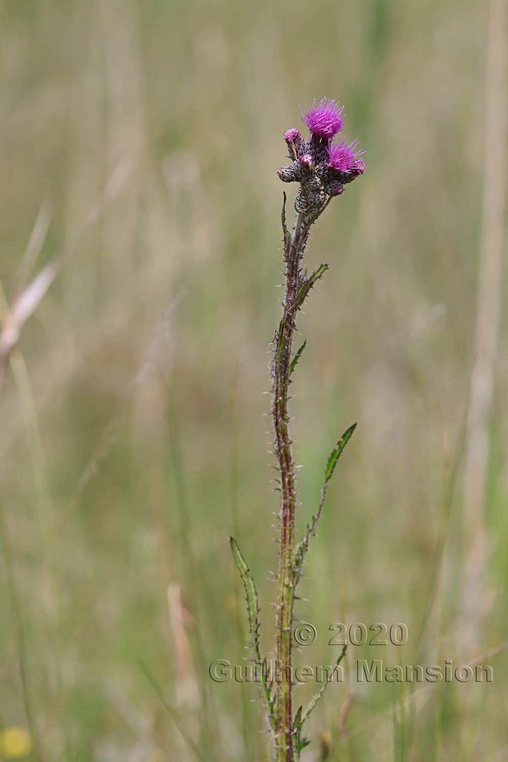 Cirsium palustre