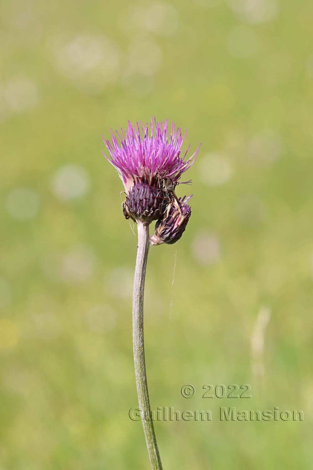 Cirsium rivulare