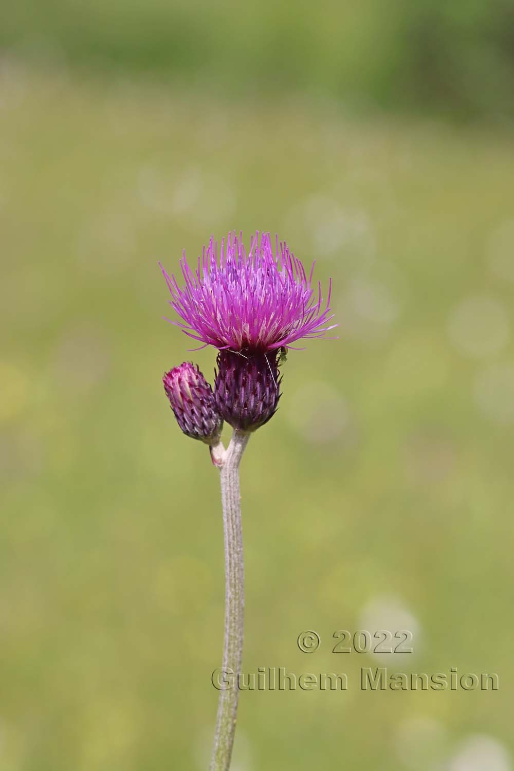 Cirsium rivulare