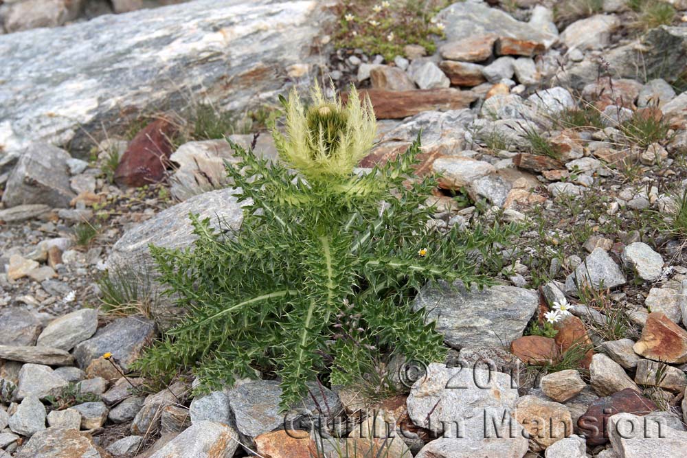 Cirsium spinosissimum