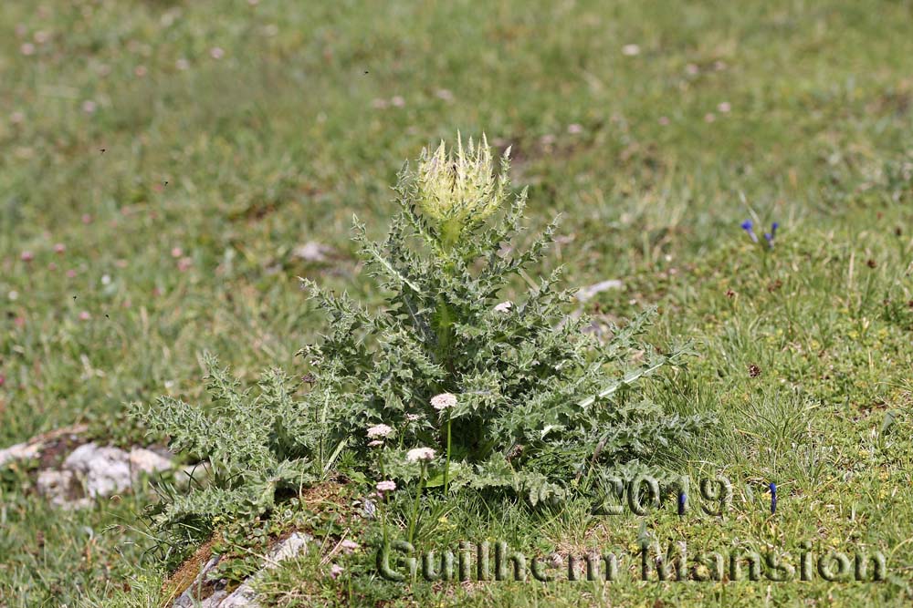 Cirsium spinosissimum