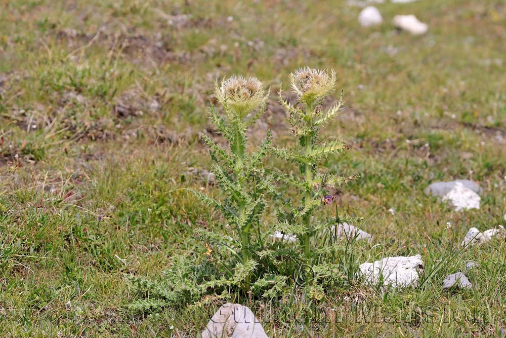 Cirsium spinosissimum