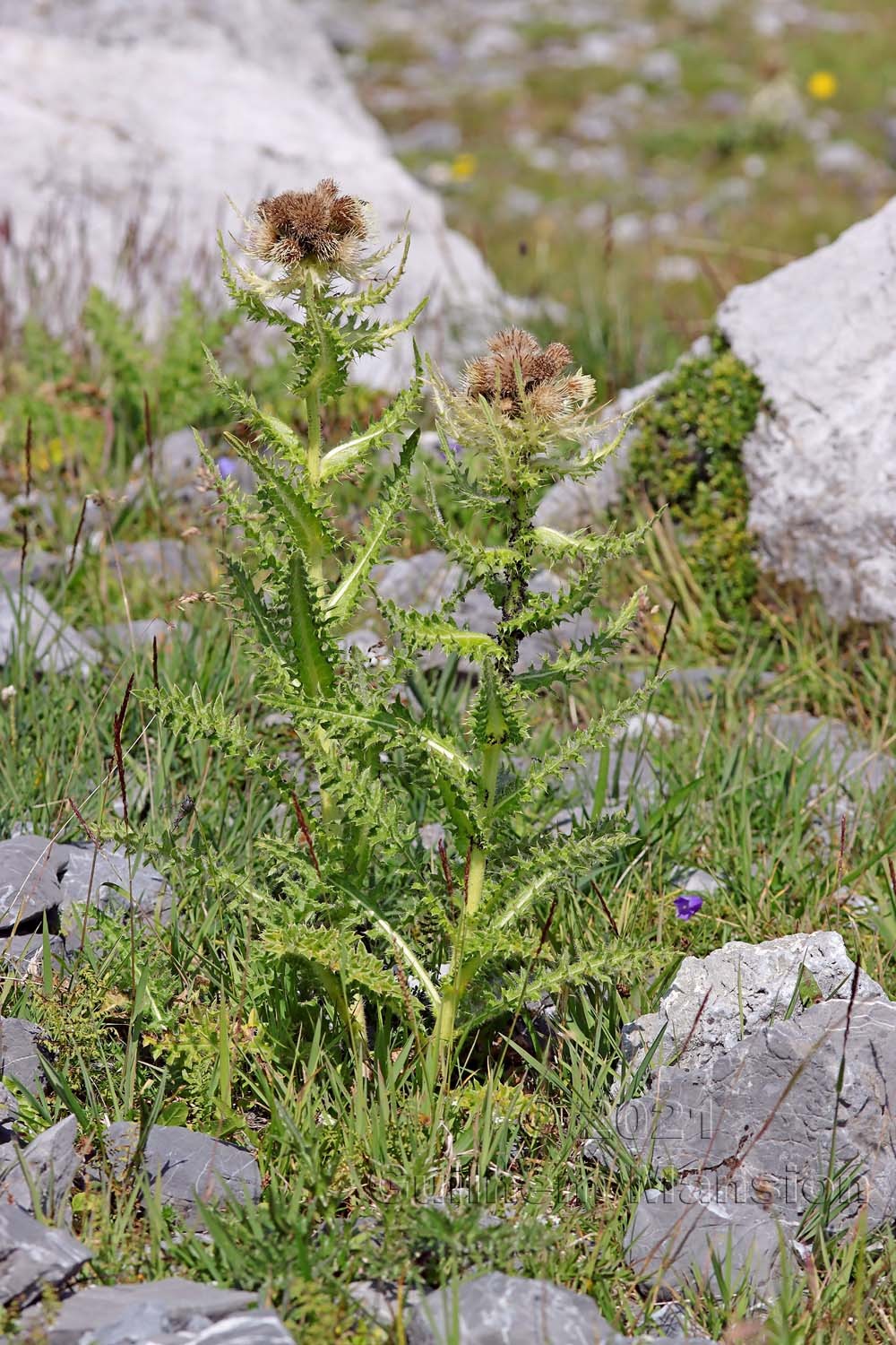 Cirsium spinosissimum