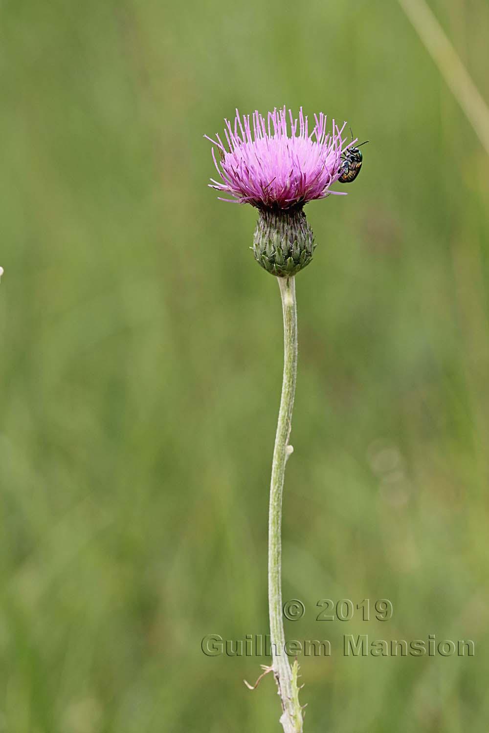 Cirsium tuberosum