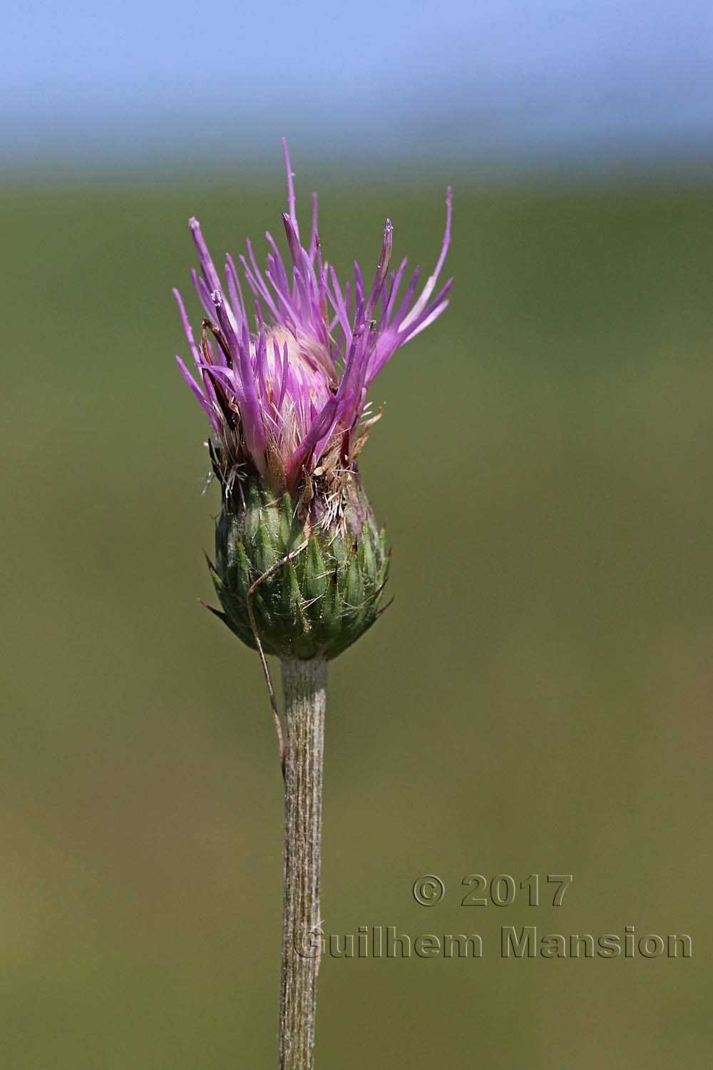 Cirsium tuberosum