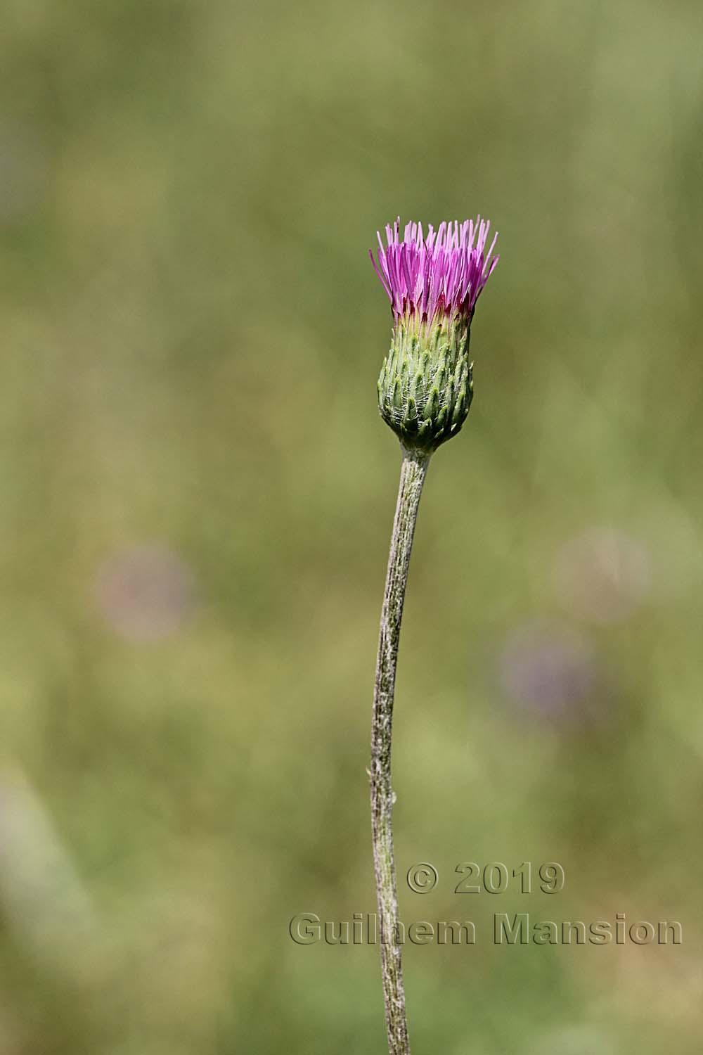 Cirsium tuberosum