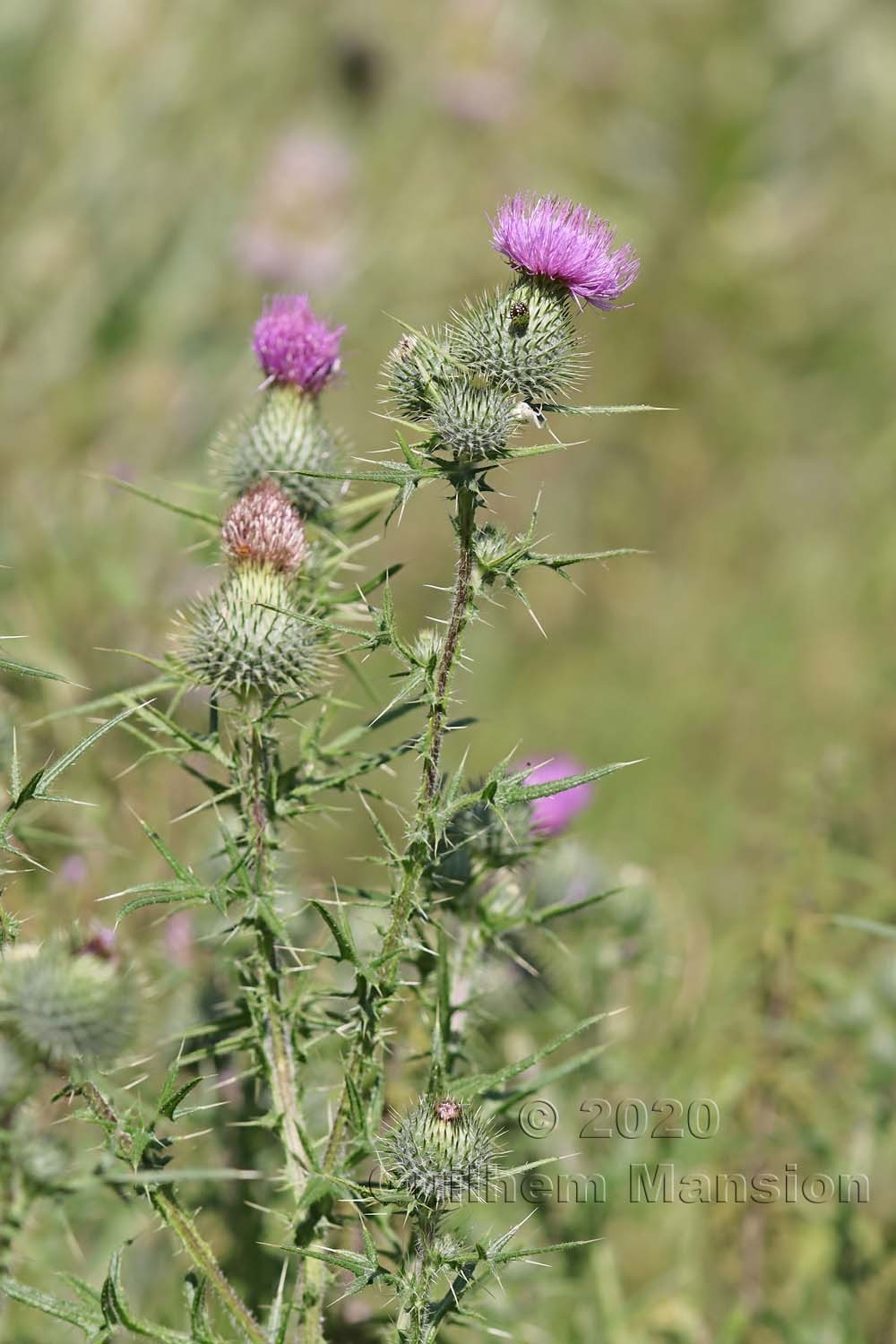 Cirsium vulgare