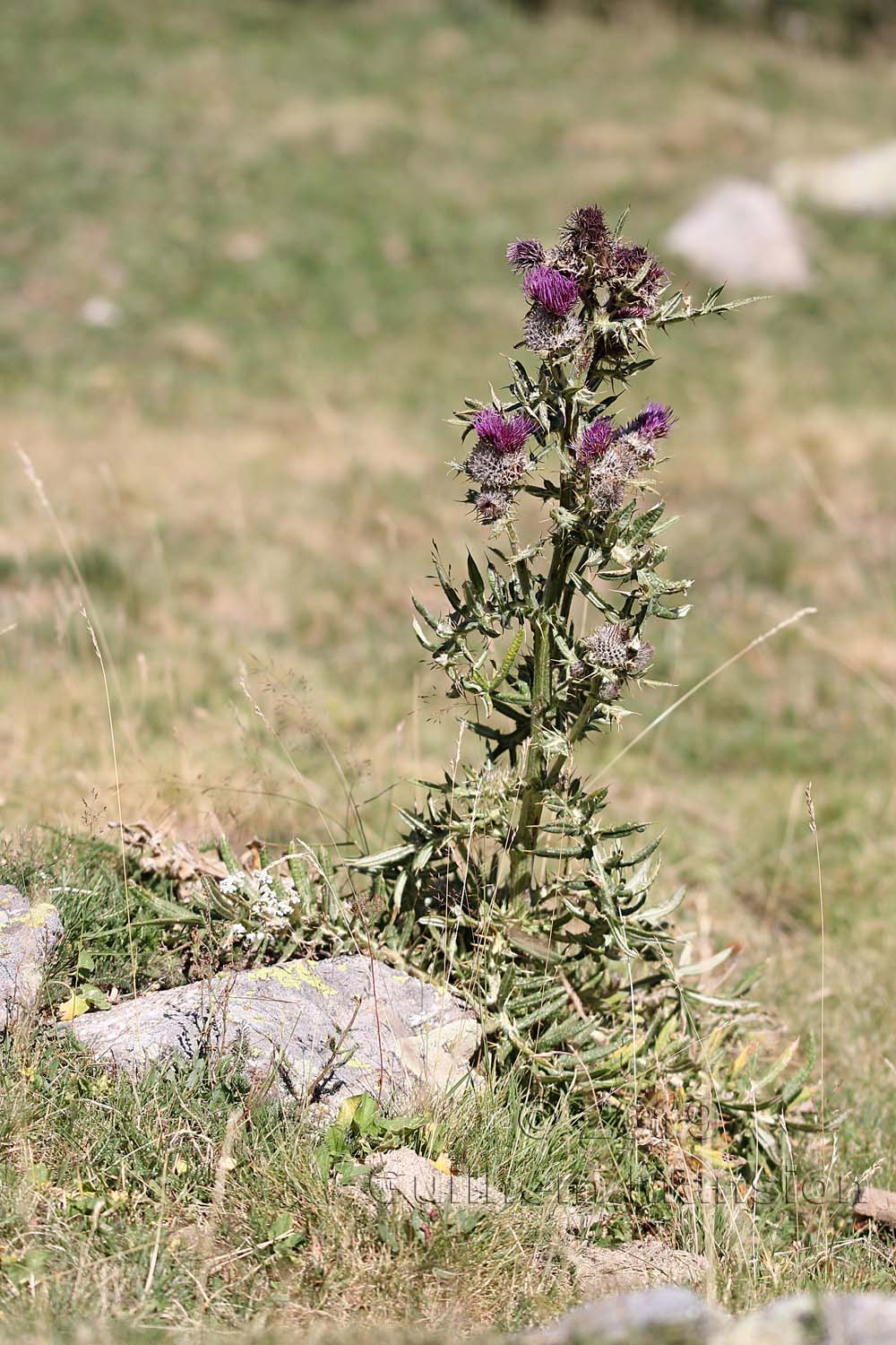 Cirsium vulgare