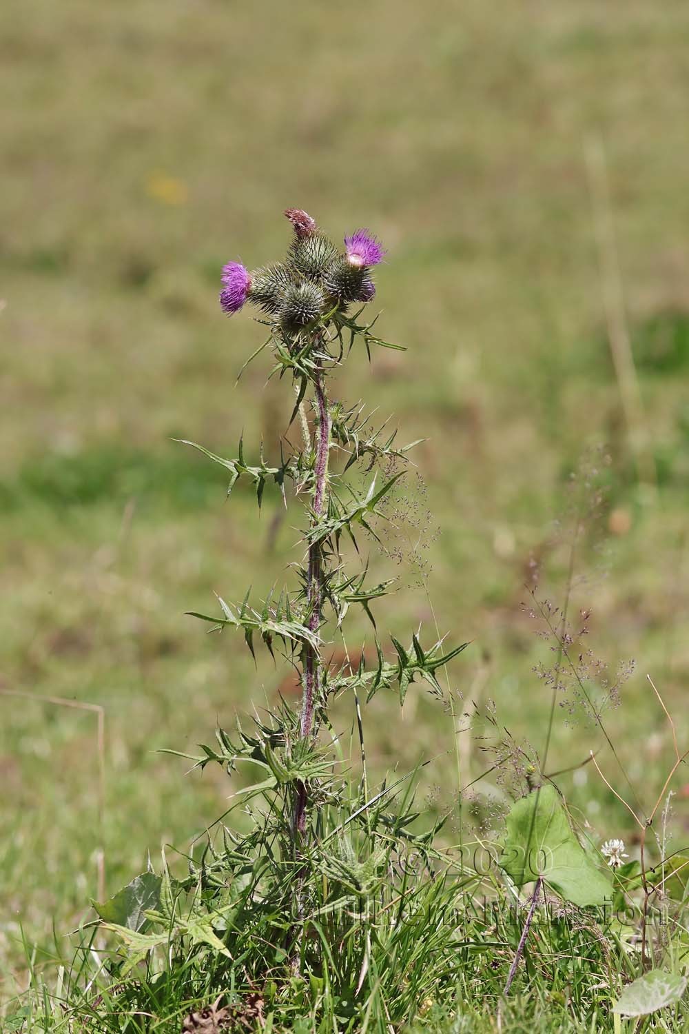 Cirsium vulgare